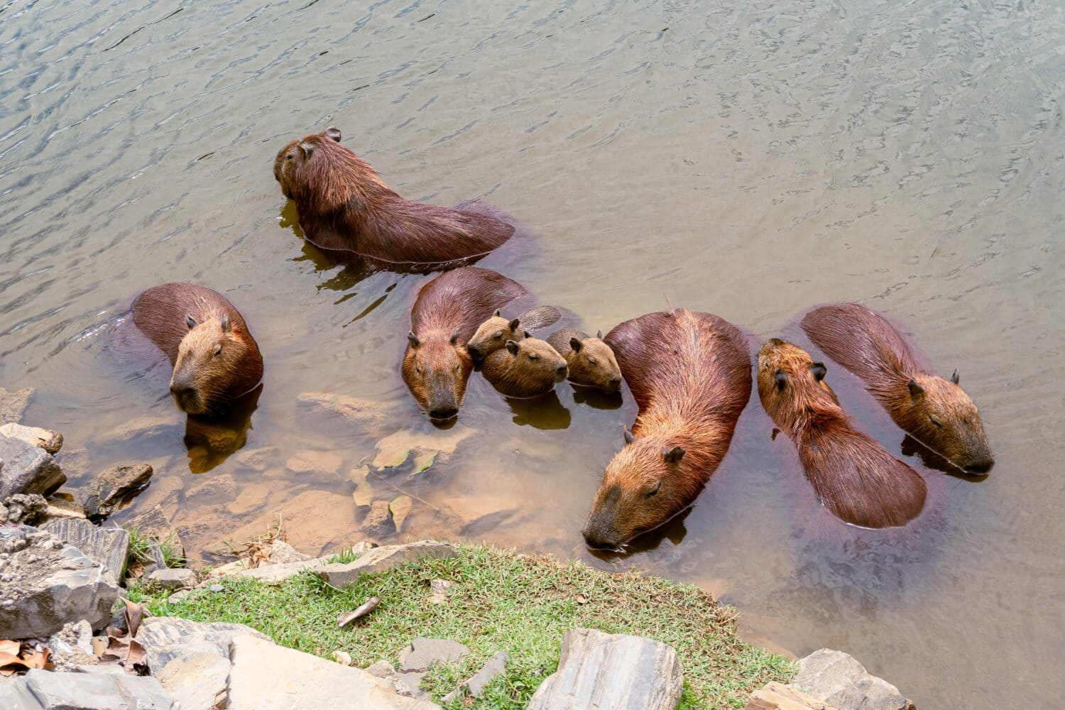capybaras swimming in the park