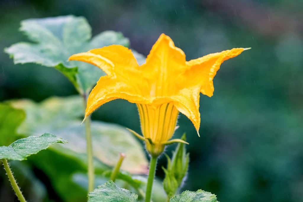 Flowering pumpkin. Yellow pumpkin flower in garden on blurred background