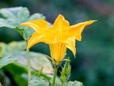 A Male vs. Female Pumpkin Flowers: How to Spot the Differences