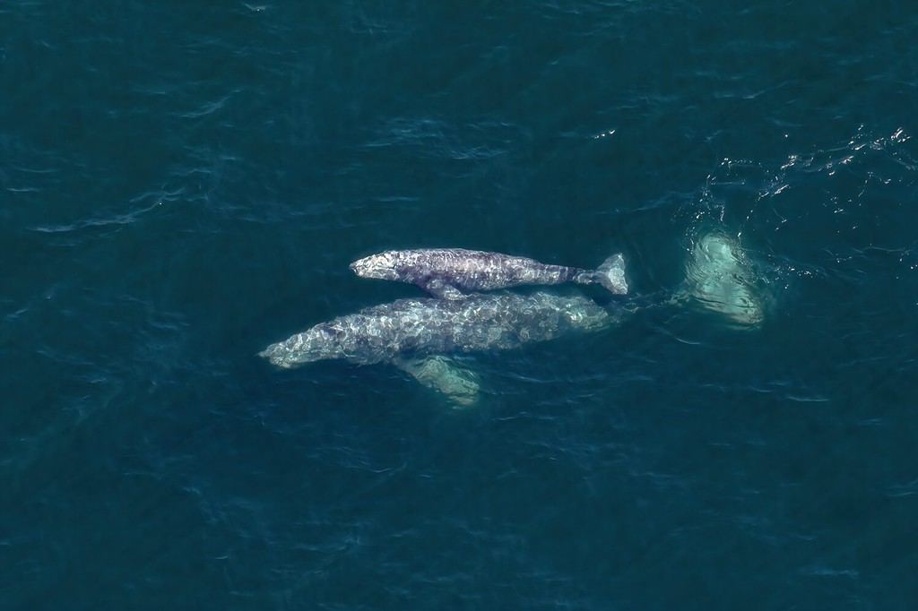 Parent and Offspring A pair of Gray Whales (Eschrichtius robustus), a Cow and Calf, skim just below the surface of the deep blue California waters. They travel to warm tropical seas in wintertime