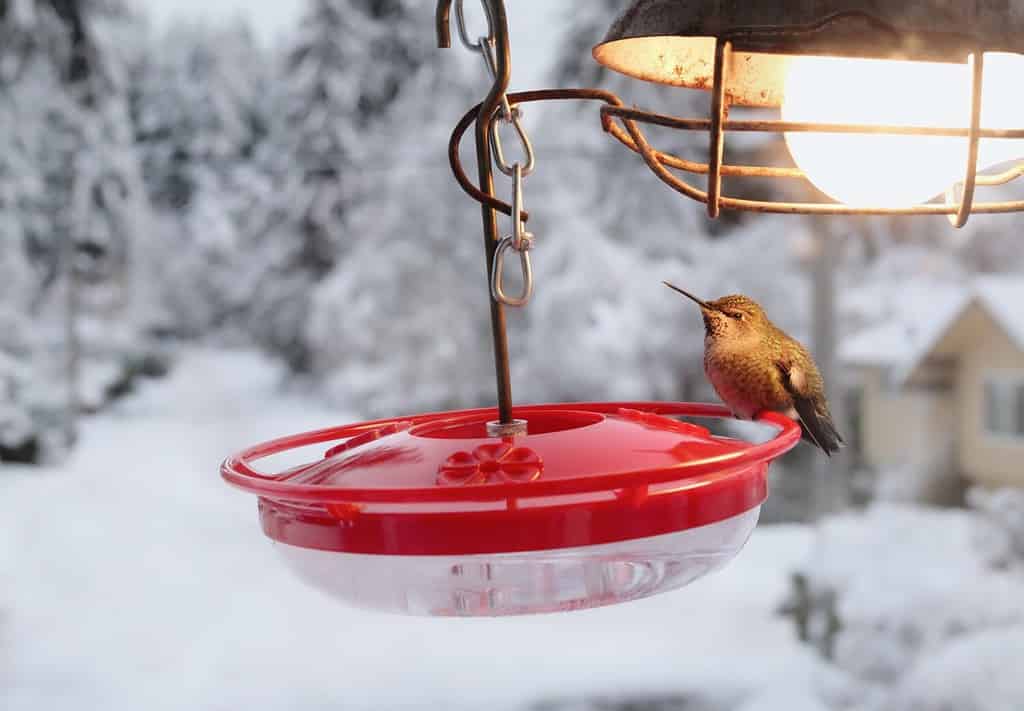 Hummingbird on feeder with heating lamp in front of residential winter scene. Hummingbird heaters are used to keep the nectar or sugar from freezing. Hummingbird sitting by the heat. Selective focus.