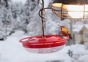 12 Places in the U.S. Where You Can Still See Hummingbirds in December Picture