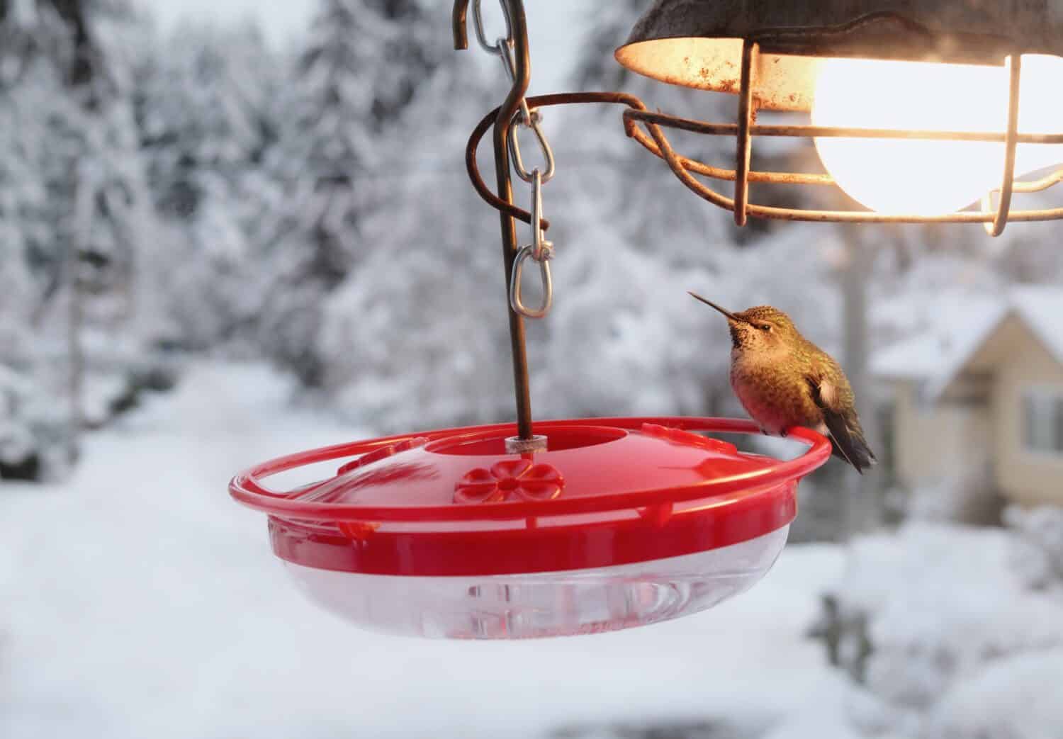 Hummingbird on feeder with heating lamp in front of residential winter scene. Hummingbird heaters are used to keep the nectar or sugar from freezing. Hummingbird sitting by the heat. Selective focus.