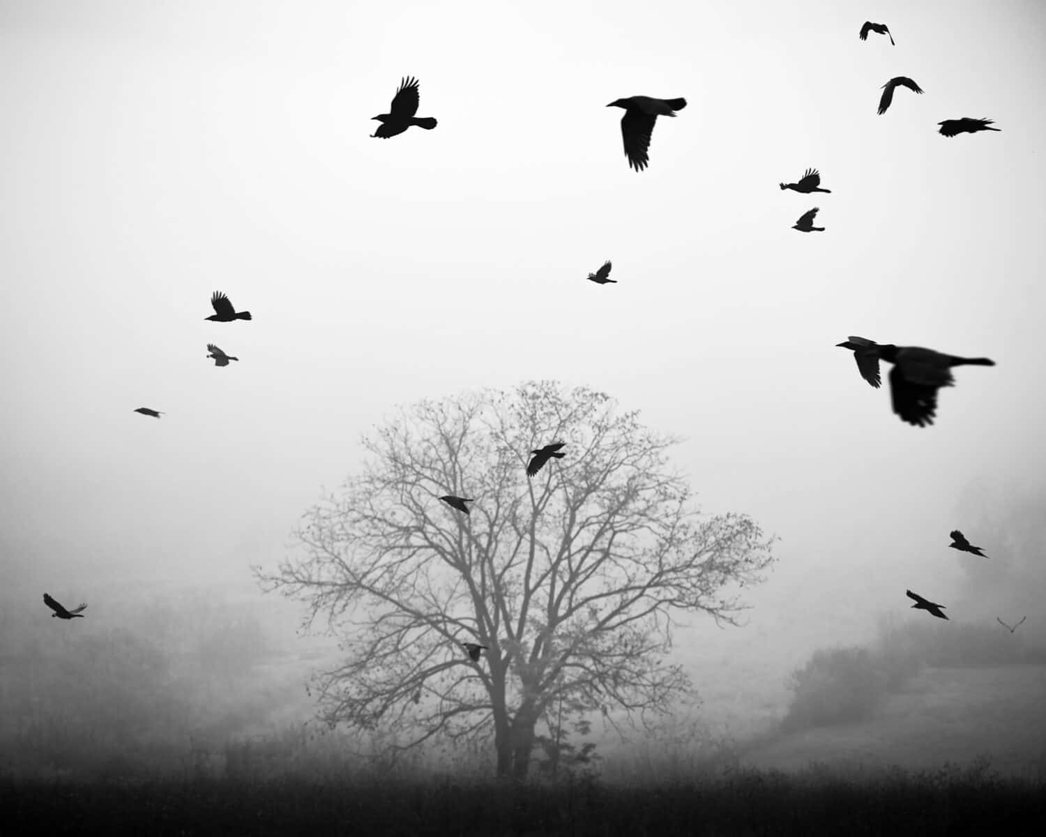 Crows flying in front of single tree during foggy season