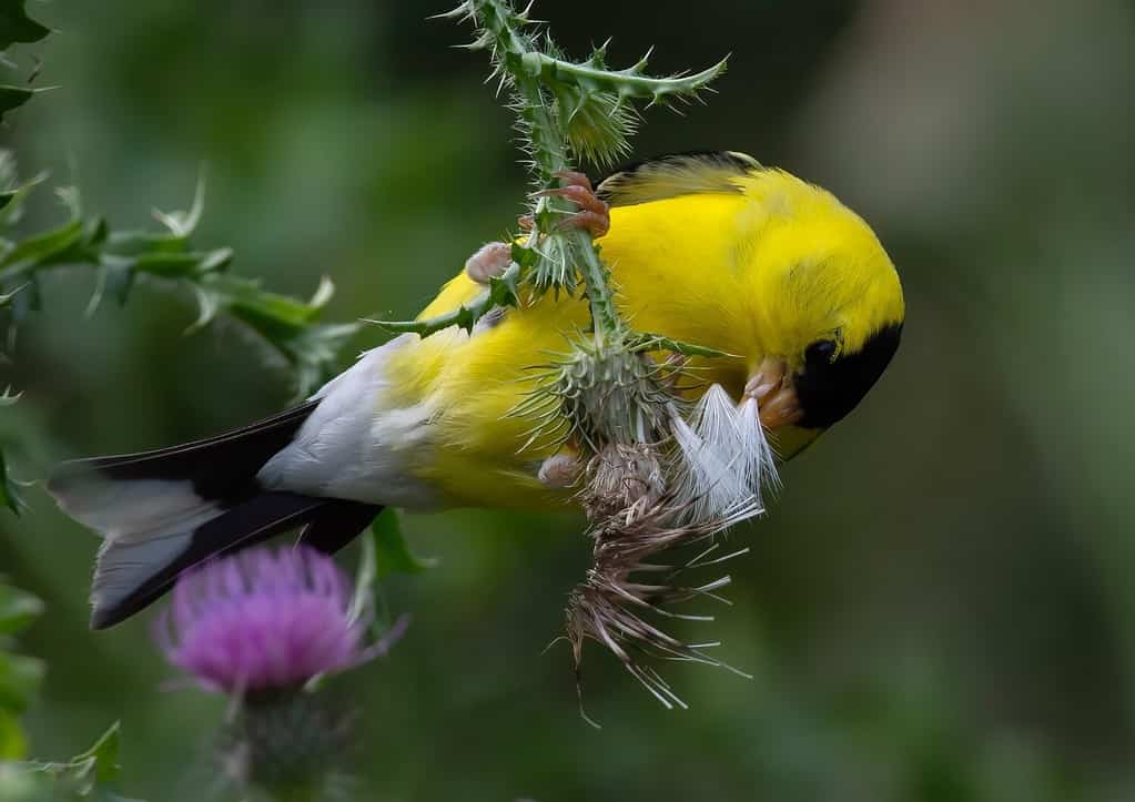 American goldfinch eating thistle seeds