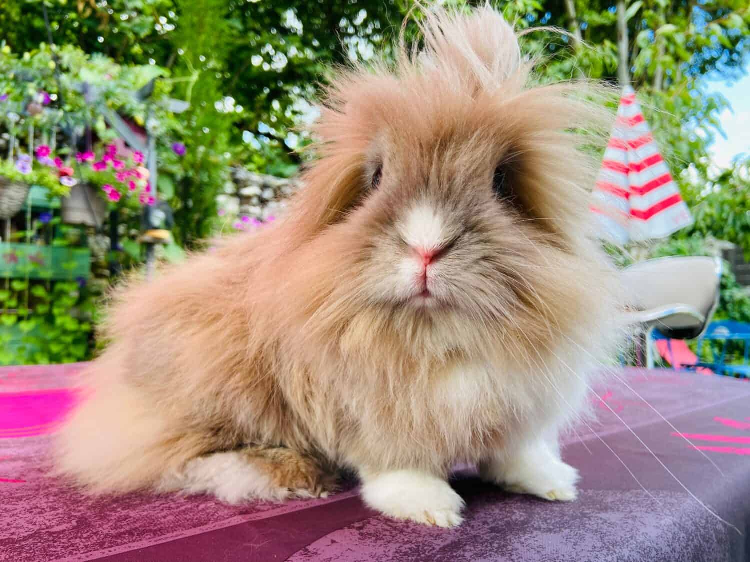 Cute bunny - Happy Lionhead rabbit with fluffy fur