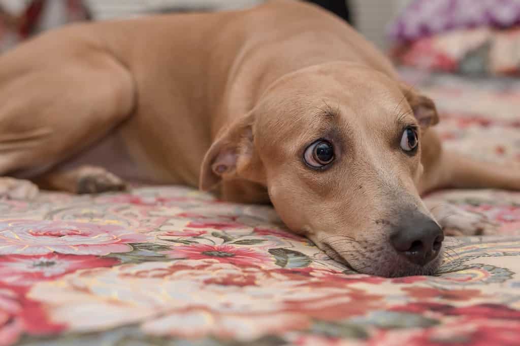 A wary female dog stares at an unwelcome person while lying on the bed.