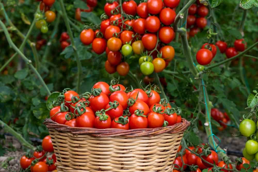 Different tomatoes in baskets near the greenhouse. Harvesting tomatoes.