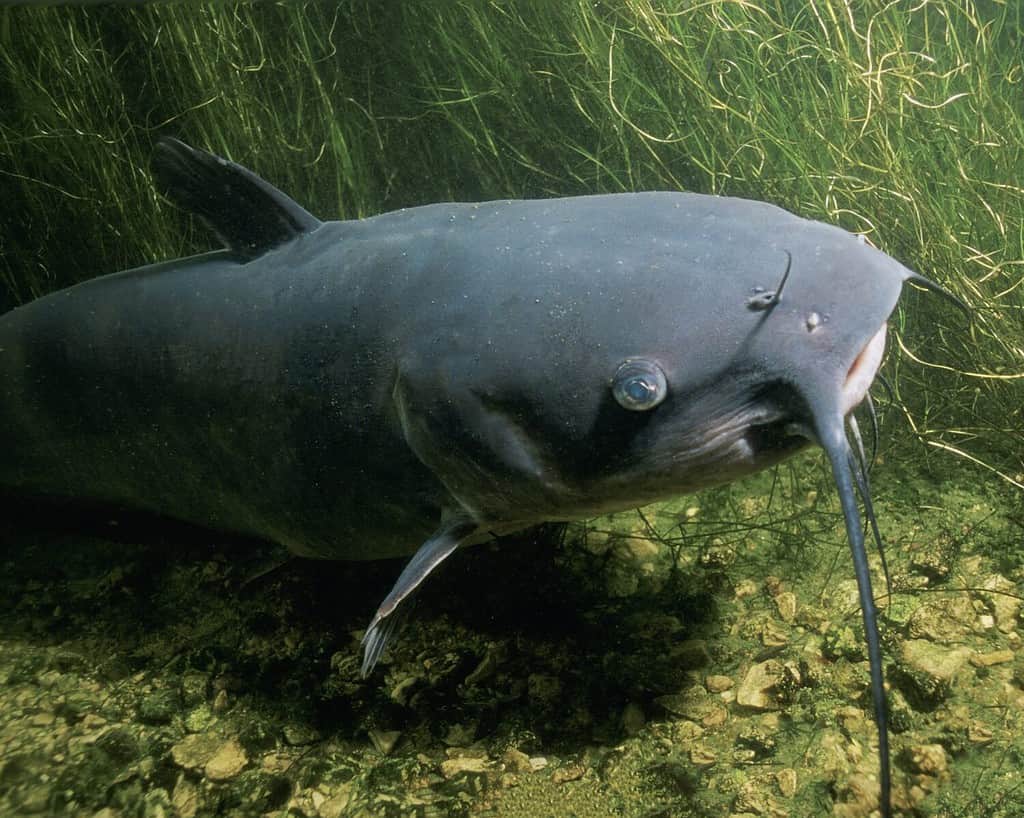 The channel catfish Ictalurus punctatus is North America's most numerous catfish species. It is the official fish of Kansas, Missouri Iowa Nebraska, and Tennessee and is informally referred to as
