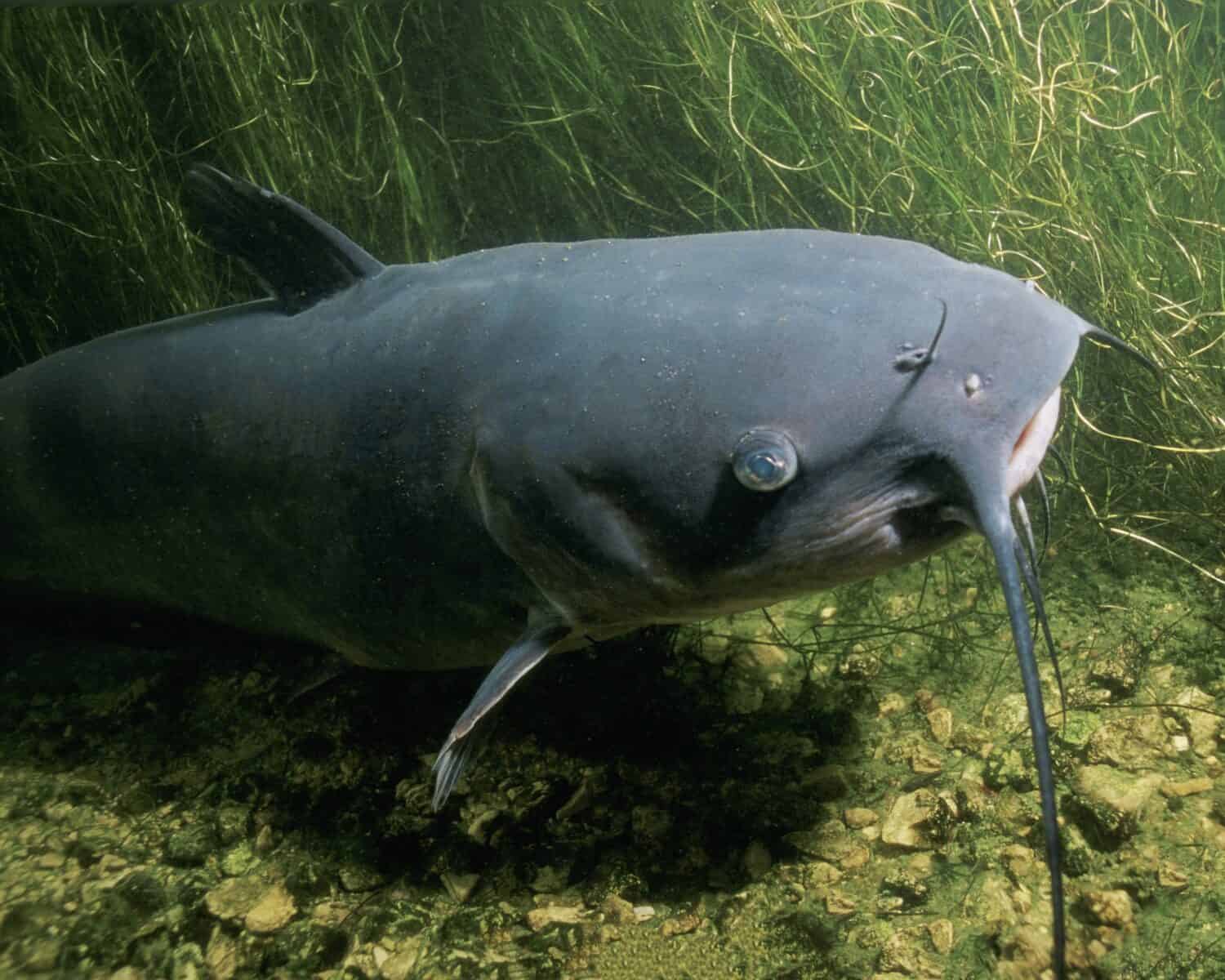 The channel catfish Ictalurus punctatus is North America's most numerous catfish species. It is the official fish of Kansas, Missouri Iowa Nebraska, and Tennessee and is informally referred to as