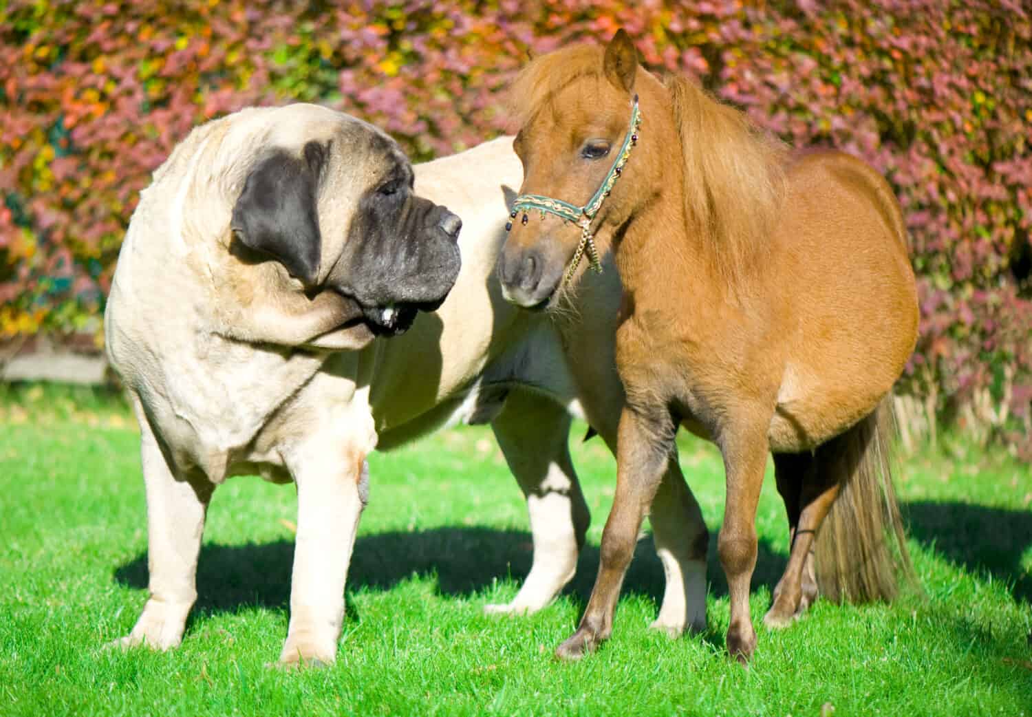 English Mastiff and mini horse