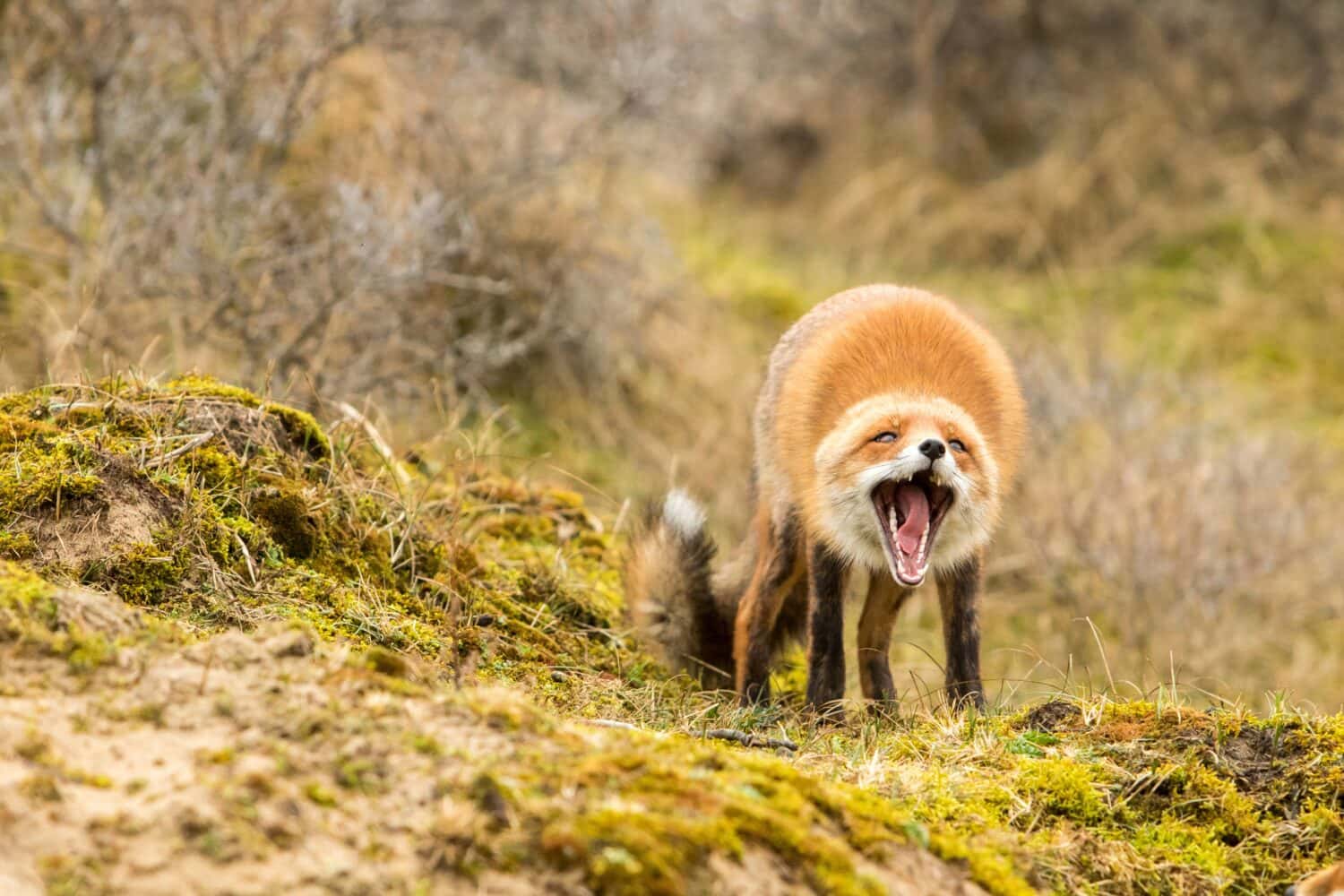 Angry Red Fox Standing in A Natural Background Screaming