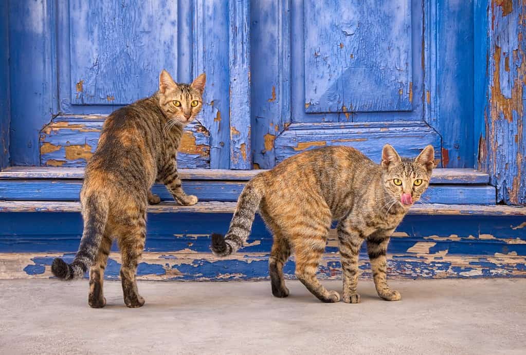 Two friendly cats, coat pattern patched tabbies, standing together at an old blue wooden house entrance door, Greece