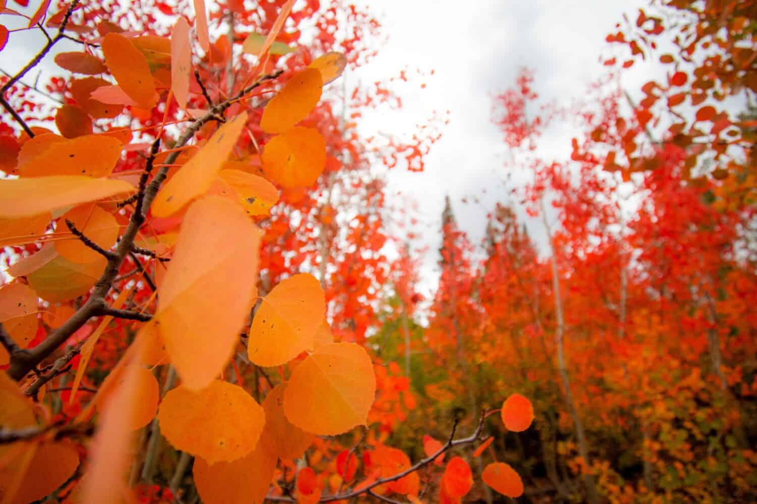 Vibrant Autumn colors in Idaho south of Burley, Idaho near Pomerelle Mountain