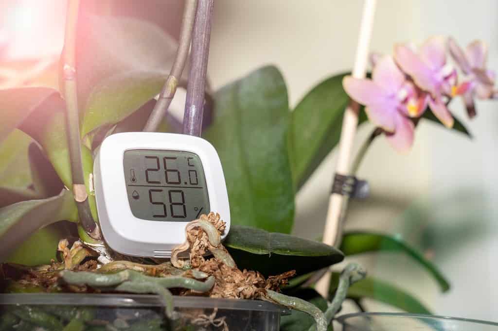 measurement of humidity and temperature of houseplants. Thermometer-hygrometer on the background of a plant, sunlight, maintaining the temperature and humidity of the air necessary for indoor plants