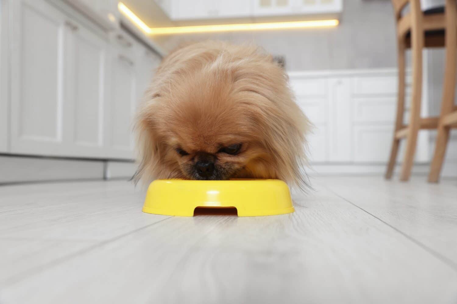 Cute Pekingese dog eating from pet bowl in kitchen