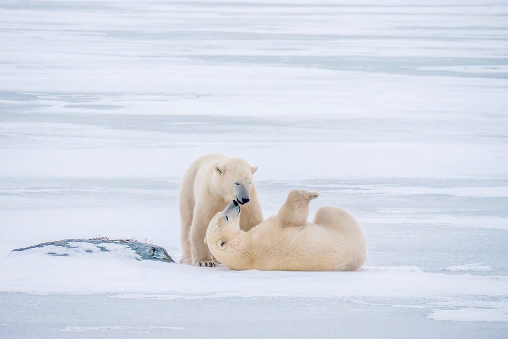 Two polar bears (Ursus maritimus) playing together on ice and snow in Churchill, Manitoba.