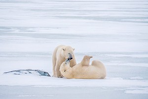 Discover Why 1 Polar Bear Liver Could Kill 52 Grown Men Picture