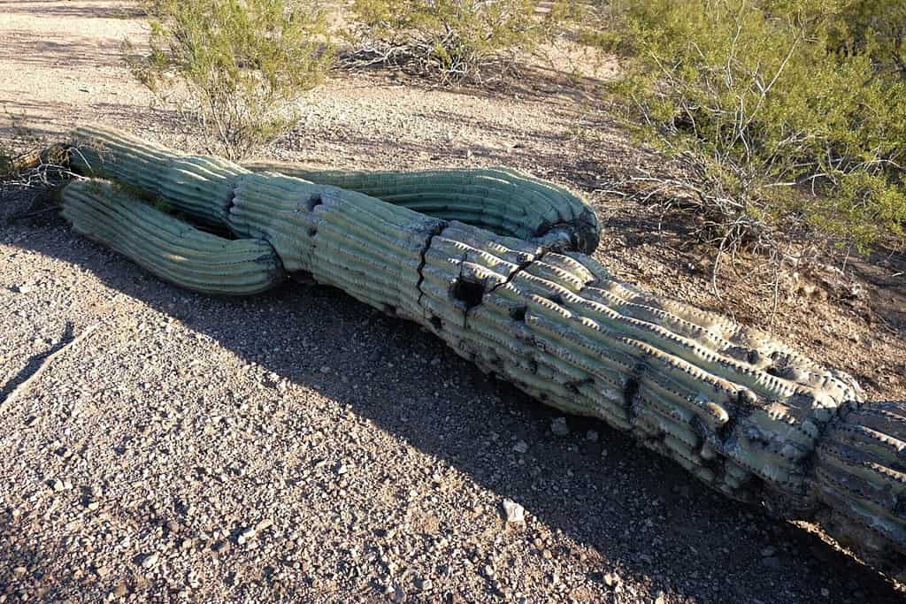 Fallen saguaro cactus stem lying on the ground