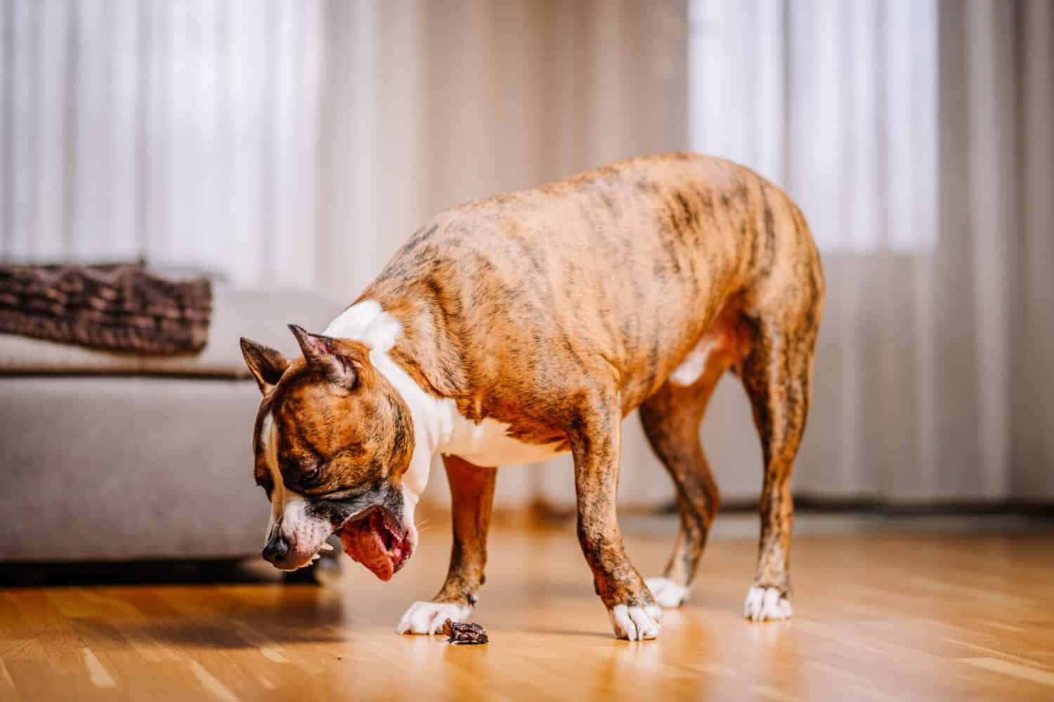 A large Pitbull dog open mouth with a pink tongue standing on the floor  in the home interior. Domestic animal.