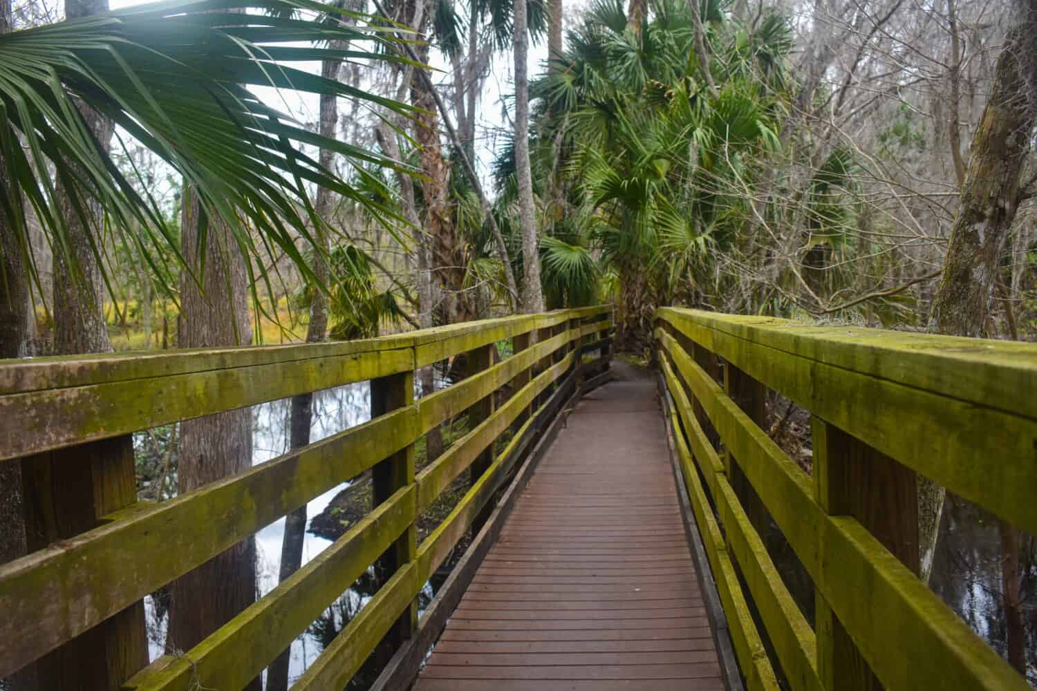 Wooden boardwalk among palm trees in Black Bear Wilderness area, Sanford, Florida