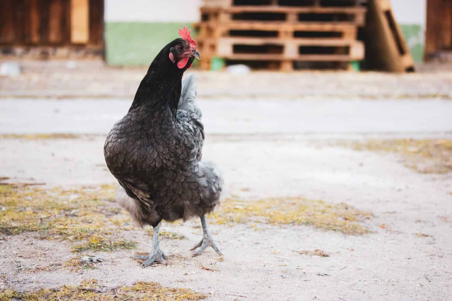 Rhode Island portrait of a hen or rooster with red plumage. Breed of chickens. Poultry farm, farming concept. Funny brown chicken outdoors on blue background. Cute bird on a walk on a farm. 