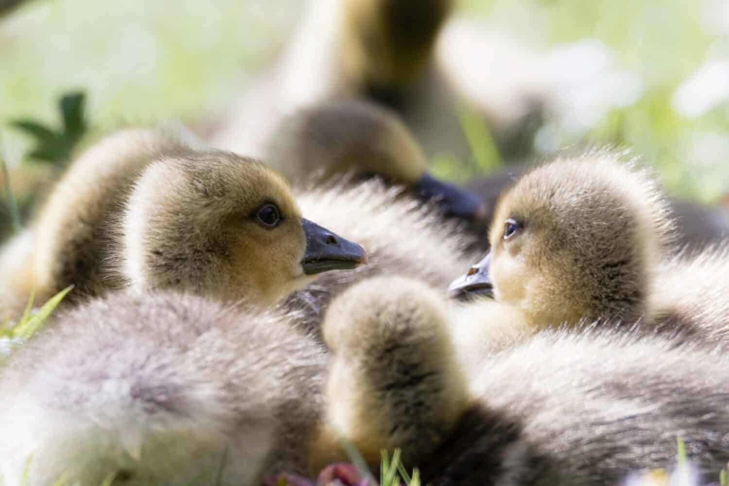 Group of goslings resting in the spring sunshine in a meadow