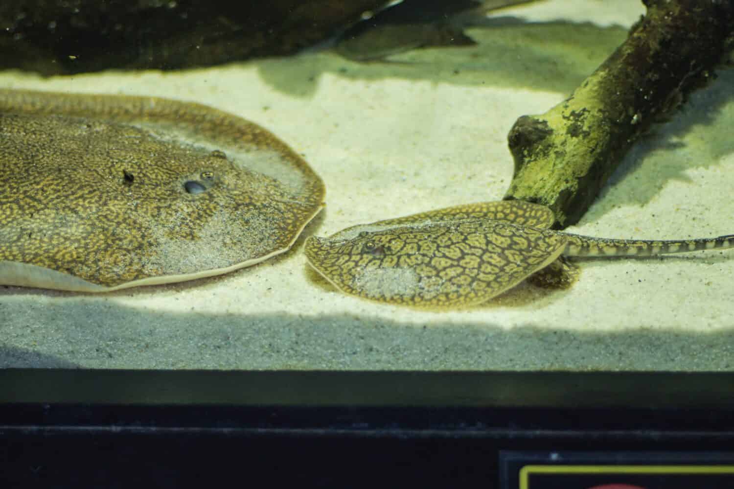 Very rare young Black-tailed antenna ray born in zoological garden in Brno kiss with mum, Plesiotrygon nana