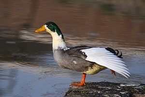 The 18 Best Duck Breeds That Make for Good Pets Picture