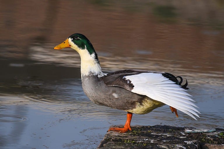 magpie duck with white wings and yellow legs near water|beautiful bird