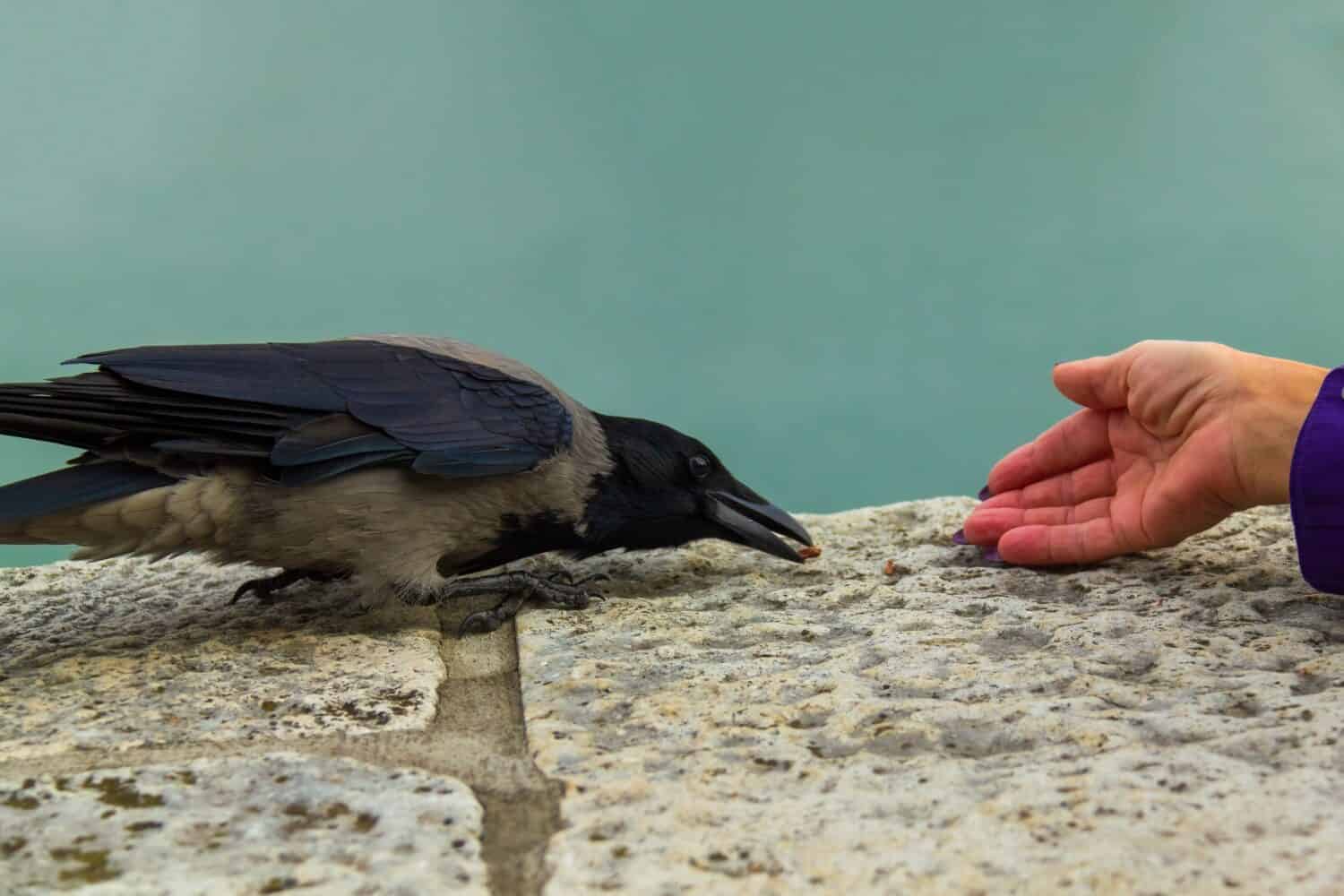 Hooded crow being fed by hand.