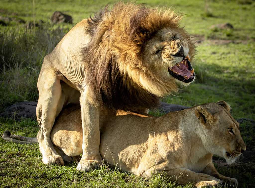 Lions mating deep in the jungle