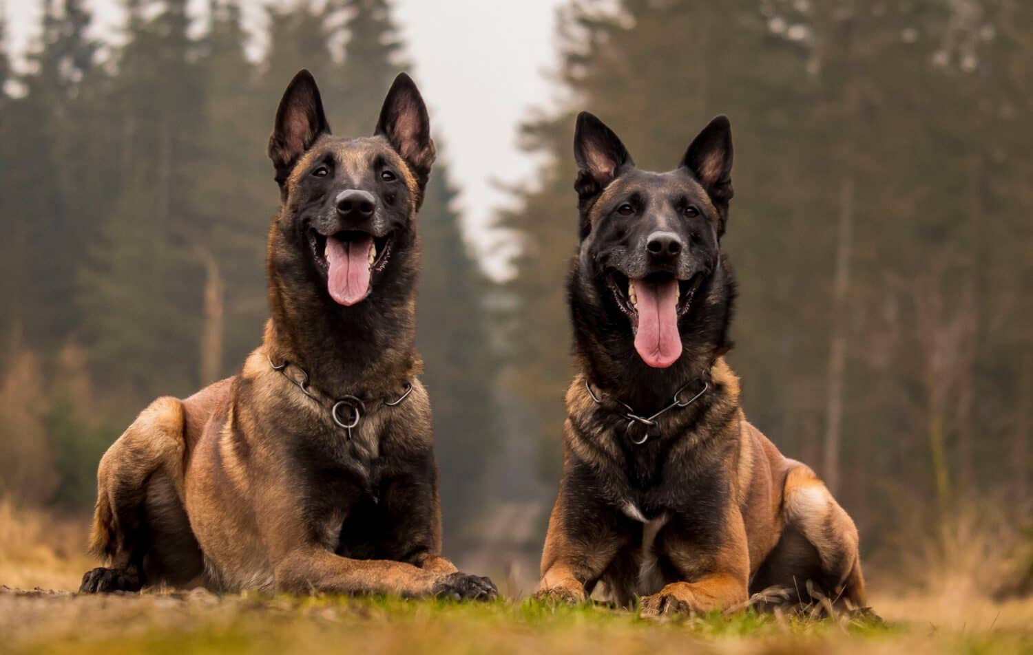 2 beutiful Belgian Malinois in the forest