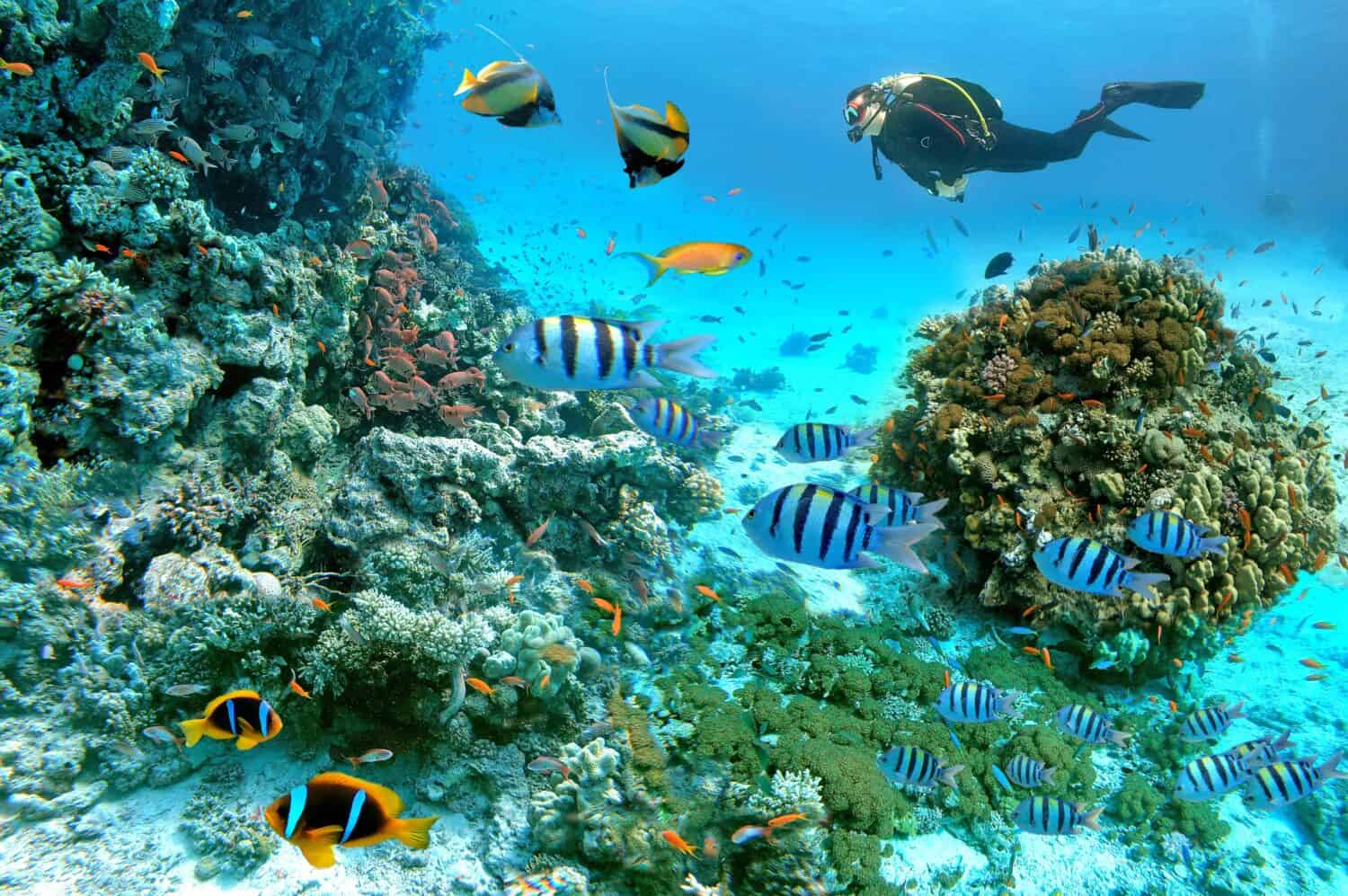 Underwater scene with exotic fishes with a diver and coral reef