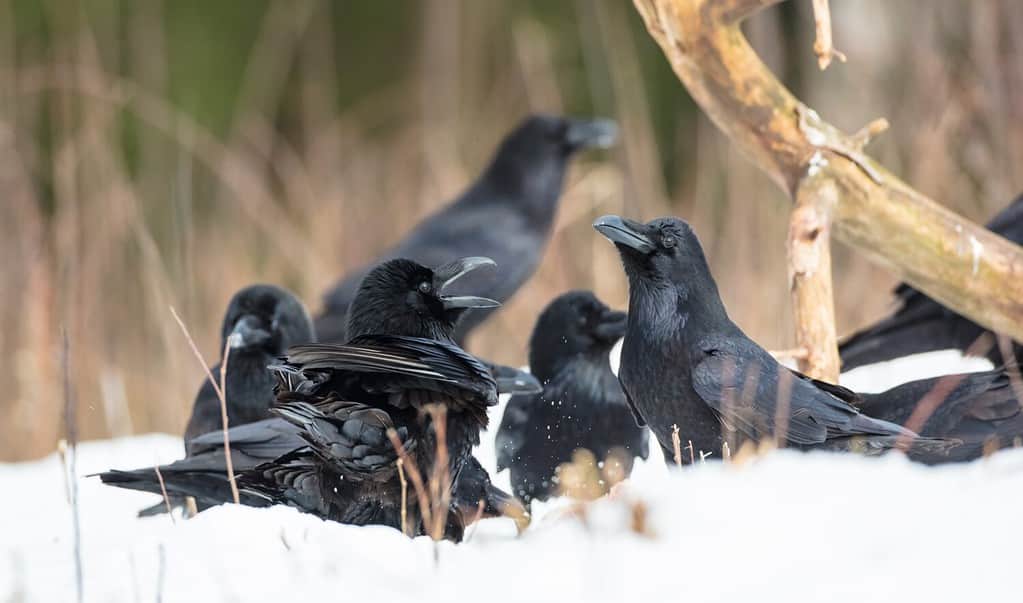 Common Raven - group of birds in early spring at a wet forest