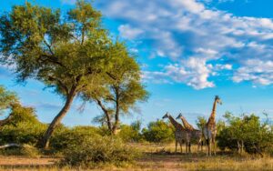 Kruger National Park: Location, History, Safari Options, and More! photo
