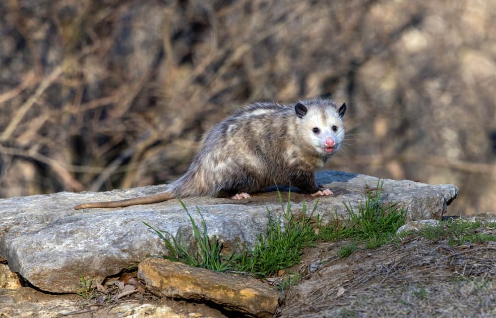 Often called simply a 'possum, the Virginia Opossum is the only marsupial found north of Mexico.