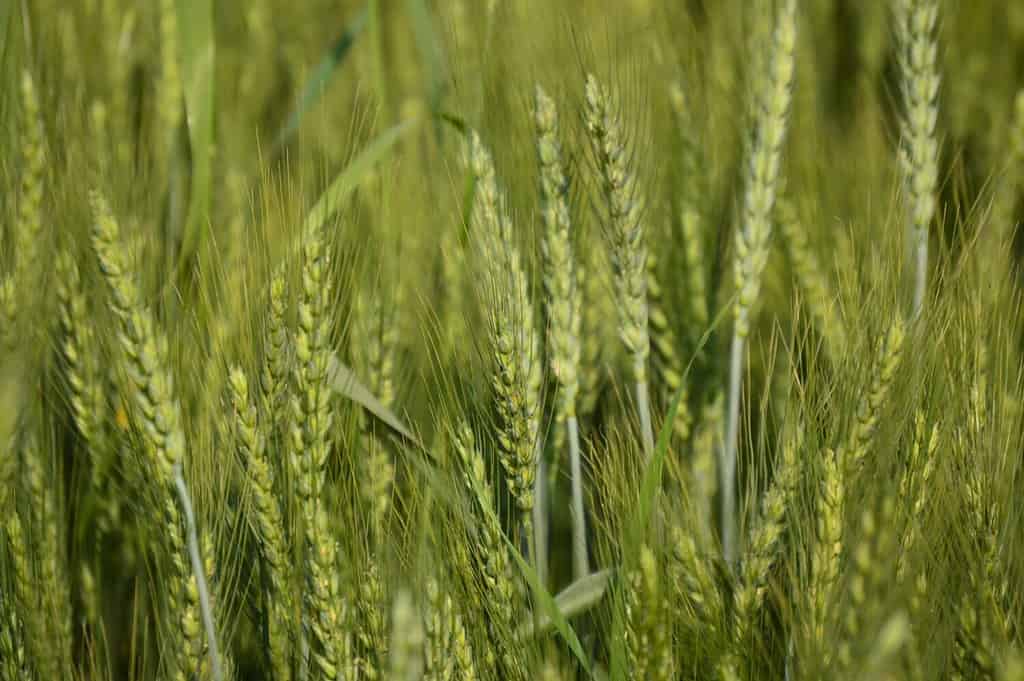 Common Wheat.Durum.Barley.Wheat.triticale.tritordeum.Common wheat field.Triticale with selective focus on subject.Eating concept. Breed making product.Protein food.Einkorn wheat.Triticum.Poaceae.