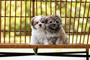 Shih Tzu Puppies: Pictures, Adoption Tips, and More! photo