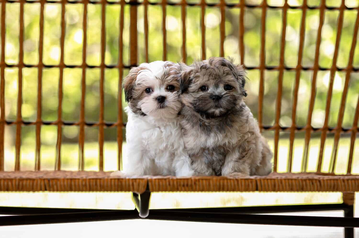 A group of adorable Shih-tzu puppies for adoption posing on the bench and looking at the camera outdoors during the day	