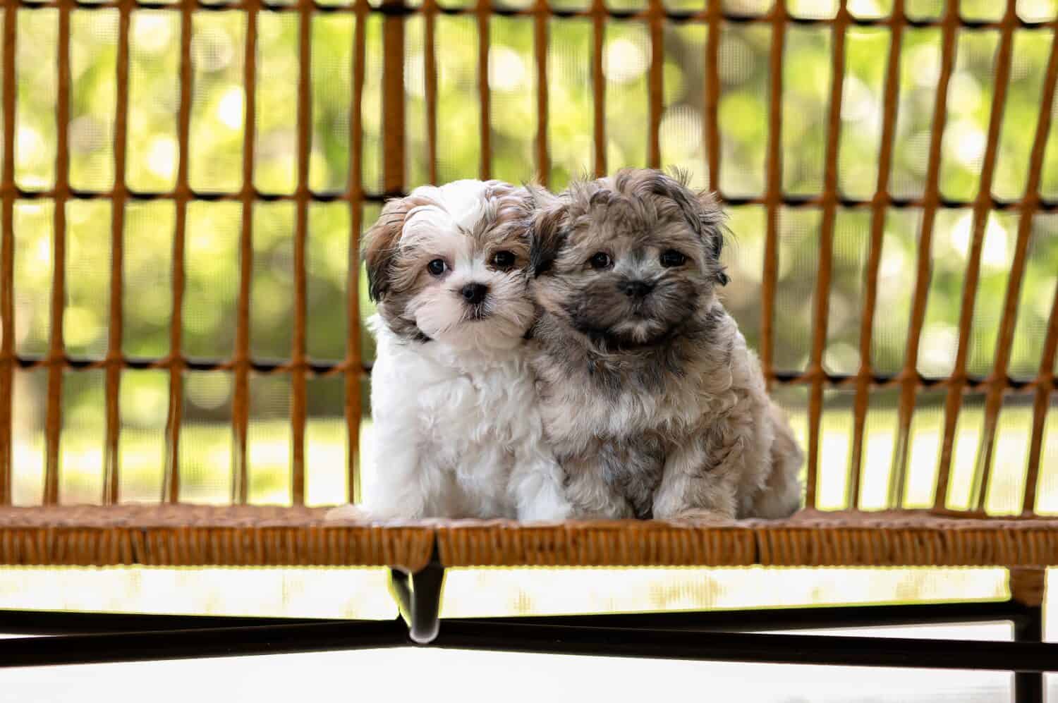 A group of adorable Shih-tzu puppies for adoption posing on the bench and looking at the camera outdoors during the day