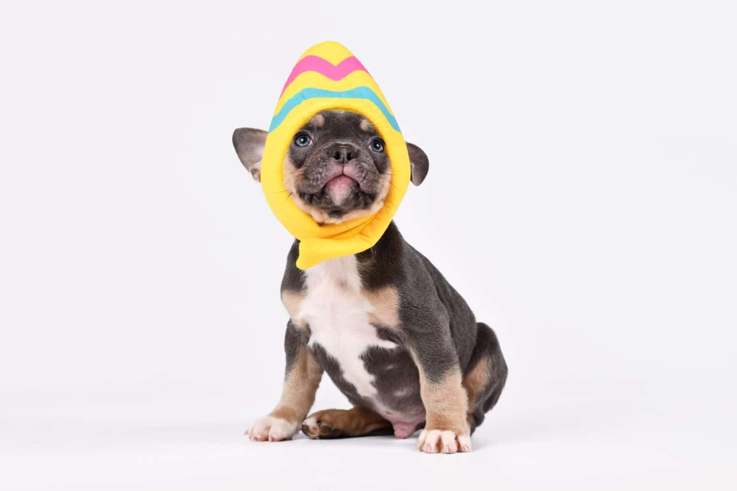 Funny Blue Tan French Bulldog dog puppy wearing Easter egg costume hat on white background