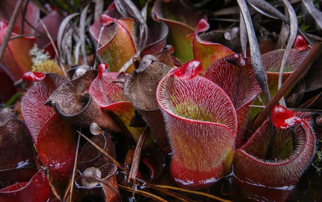 Red hairy pitchers of the carnivorous pitcher plant Heliamphora minor var. pilosa, in natural habitat on Auyan Tepui, Venezuela