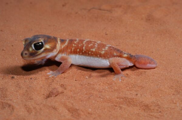 Gecko Uluru 12 Amazing Animals You'll Find Near Australia's Legendary Ayers Rock ...