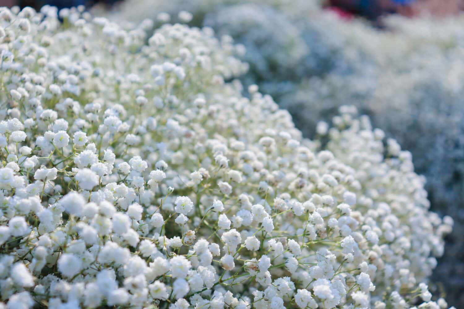 How to Grow and Care for Baby's Breath