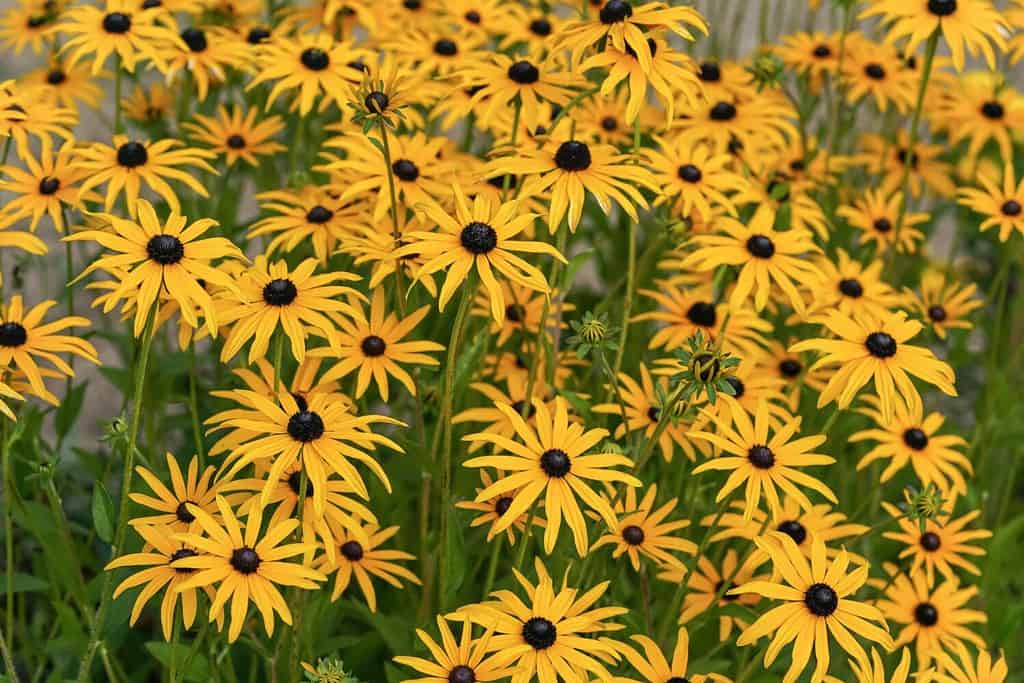 Many orange yellow Sweet Coneflower or Rudbeckia subtomentosa - growing in garden. Shallow depth of field photo, only one flower in focus