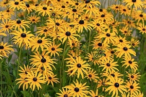 The Best Perennial Flowers for New York: 16 Flowers for a Consistent Bloom Picture