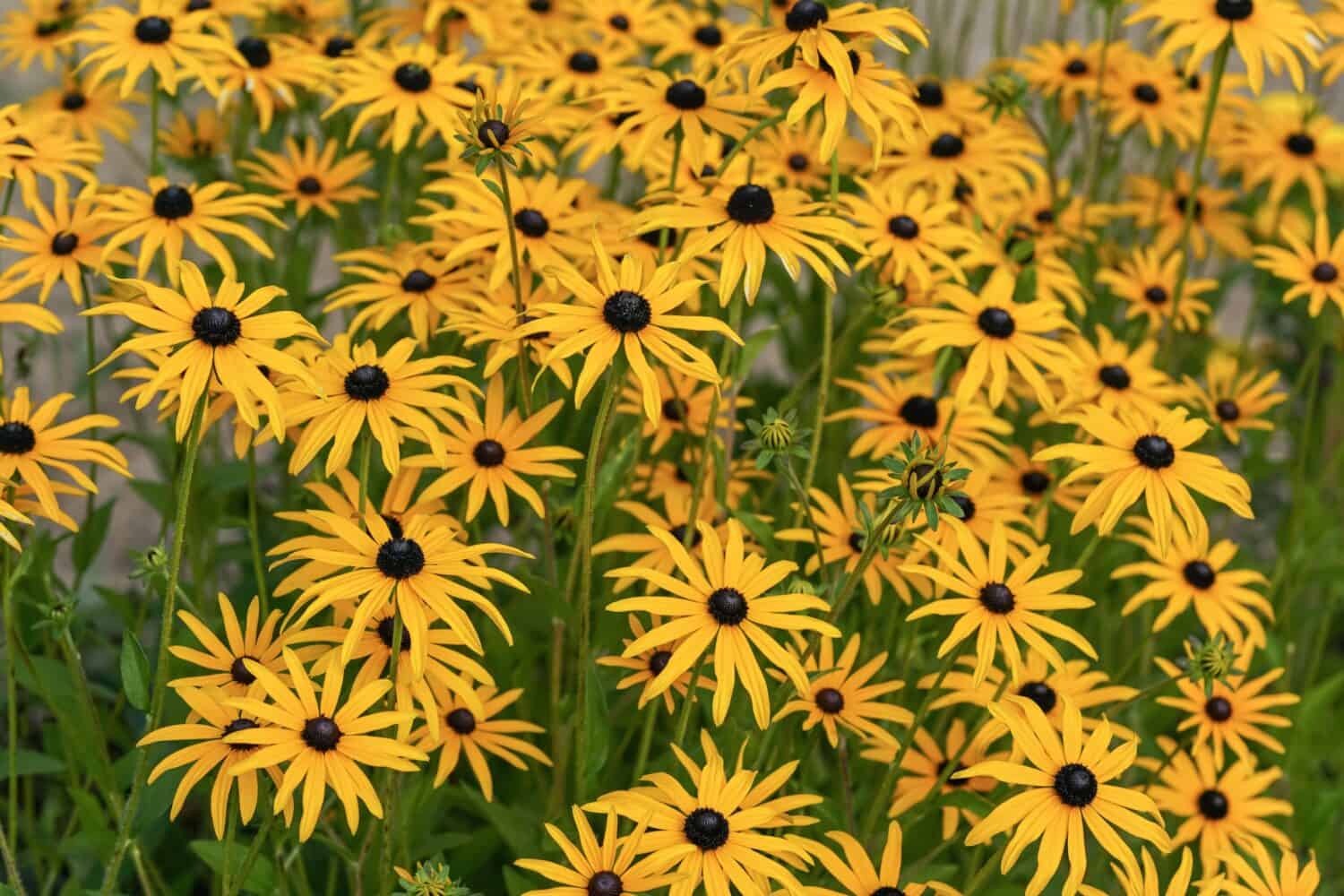 15 Black Perennial Flowers to Plant in Your Garden