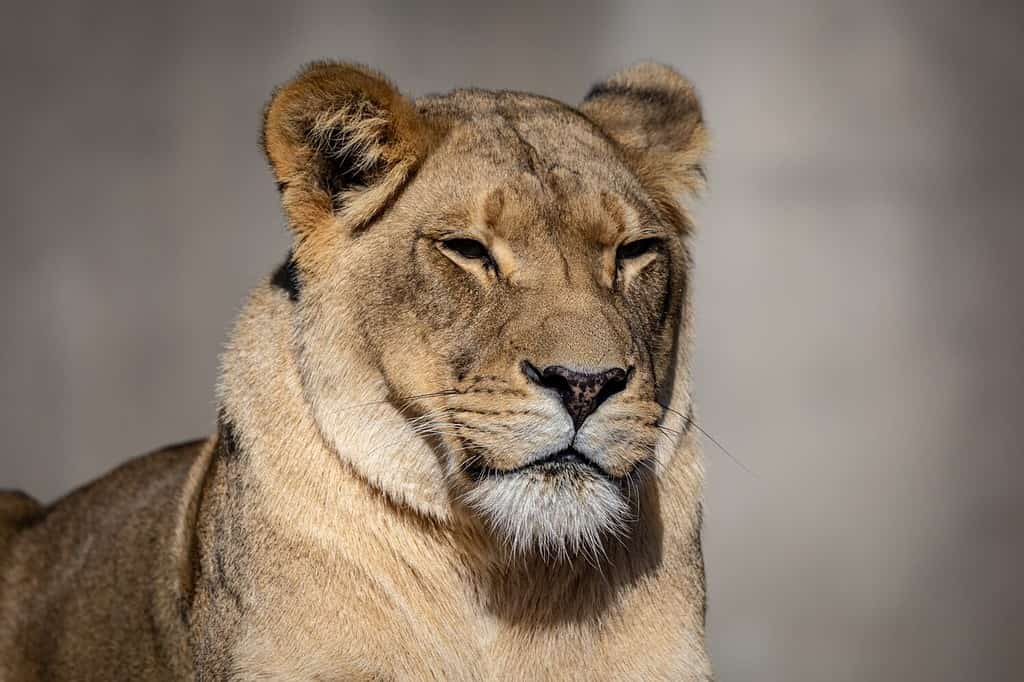 Female lion is a large cat of the genus Panthera native to Africa and India. It has a muscular, broad-chested body; short, rounded head; round ears; and a hairy tuft at the end of its tail.