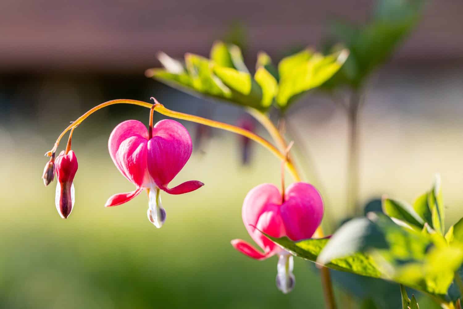 Dicentra spectabilis bleeding heart flowers in hearts shapes in bloom, beautiful Lamprocapnos pink white flowering plant, green leaves on branches, springtime ornamental garden